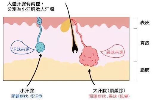 另一種為頂漿腺又名大汗腺座落皮膚真皮層,開口於毛根部,只分布在腋下