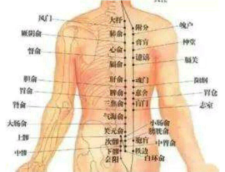 心俞肝俞,肝脾,肝肺_文秘苑图库