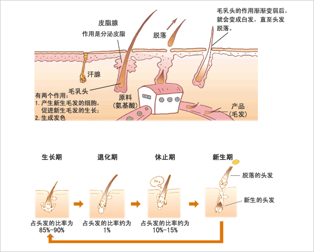 我们的头发是从毛囊中生长出来的,毛囊是人的组织器官