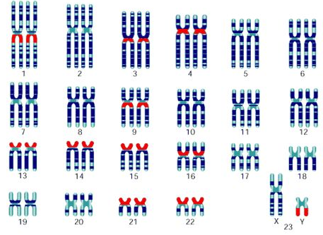 人体染色体组型图片