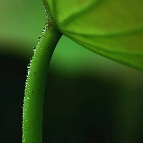 荷梗,古代名医喜欢用的药引子