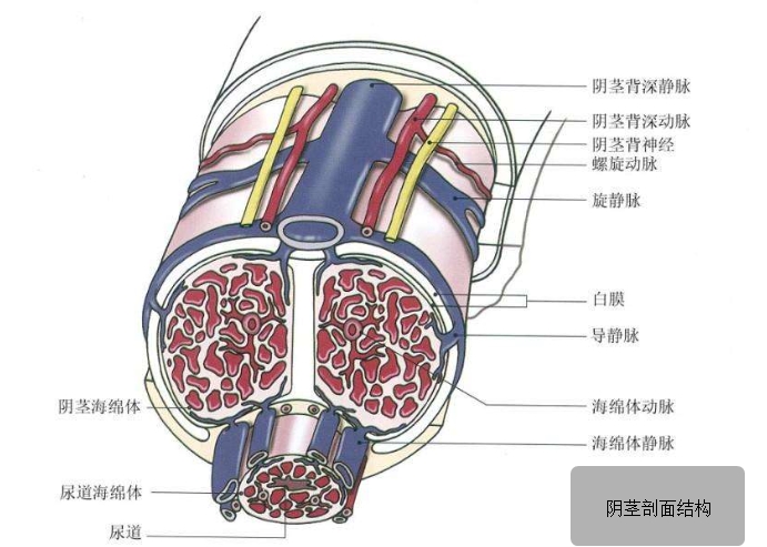阴茎勃起是阴茎海绵体充血的结果,我们可以形象的将阴茎海绵体理解为
