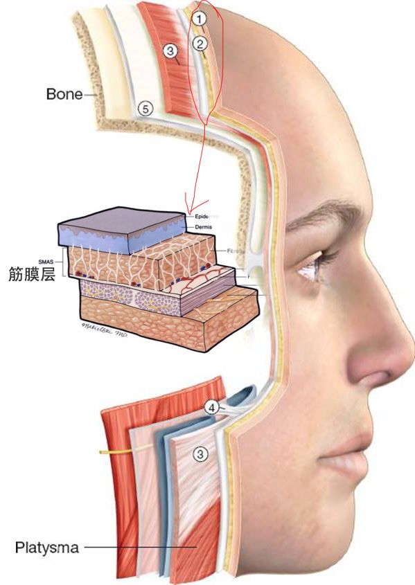 看图就知道了,筋膜层穿插于真皮和肌肉之间,护肤品是作用不到的.