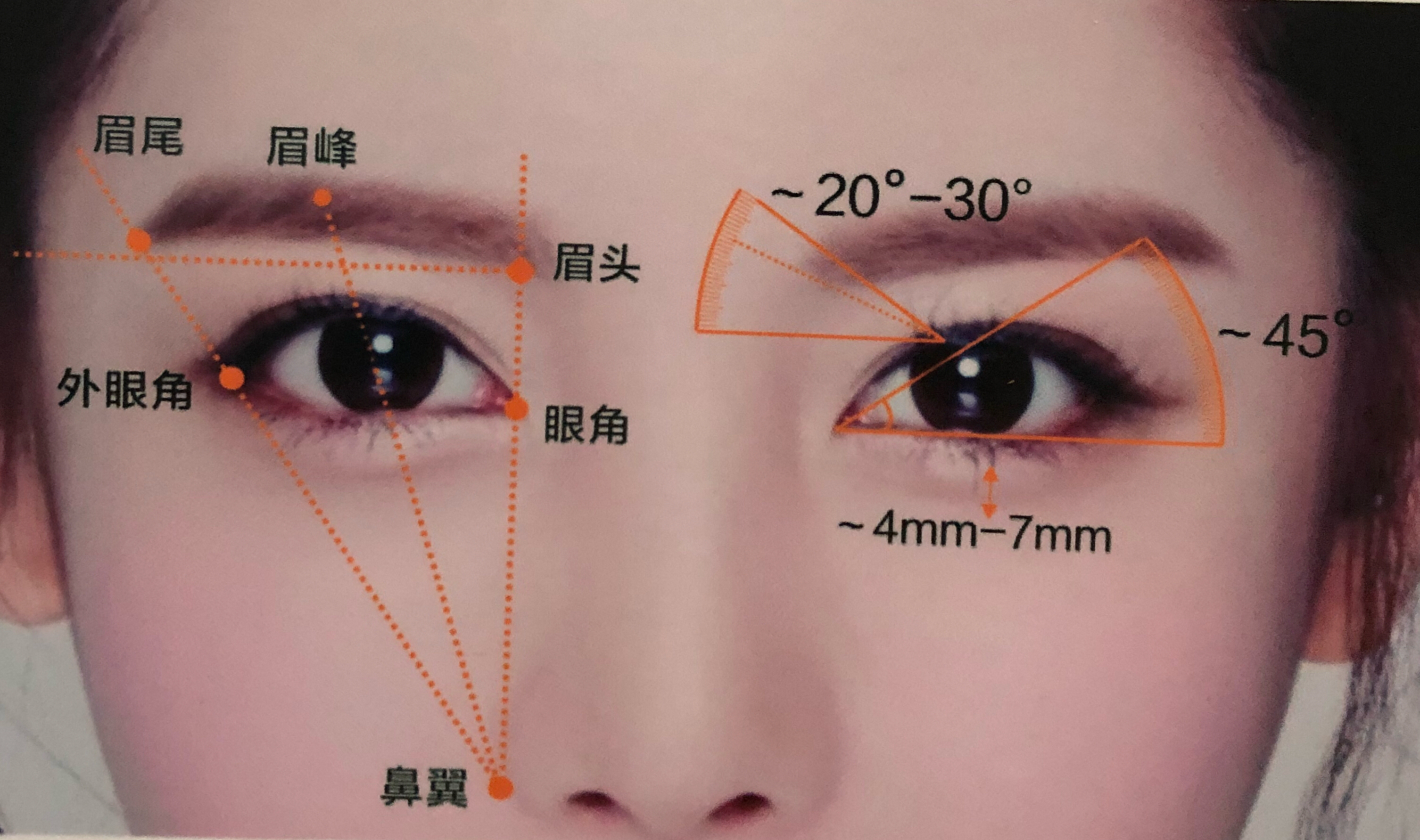 虽然每个人的脸型不尽相同,但是眼睛与脸型比例要符合一定的美学比例