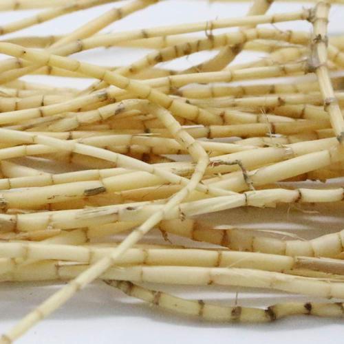 鲜芦根如此吃巧除口臭,简单方便,营养师告诉你方法