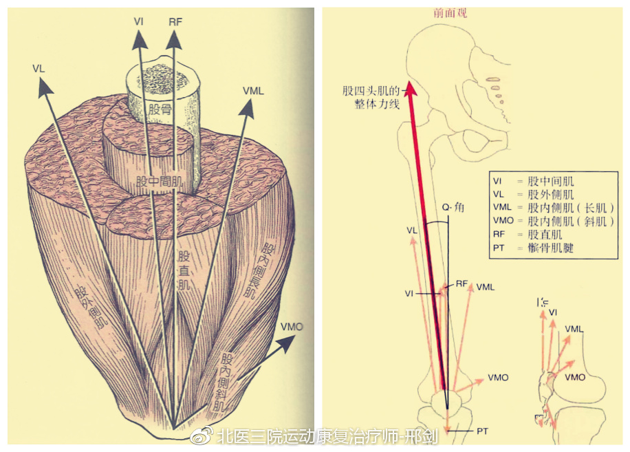 因此針對肌肉的平衡訓練也是我們治療髕骨軟化的一個方面.