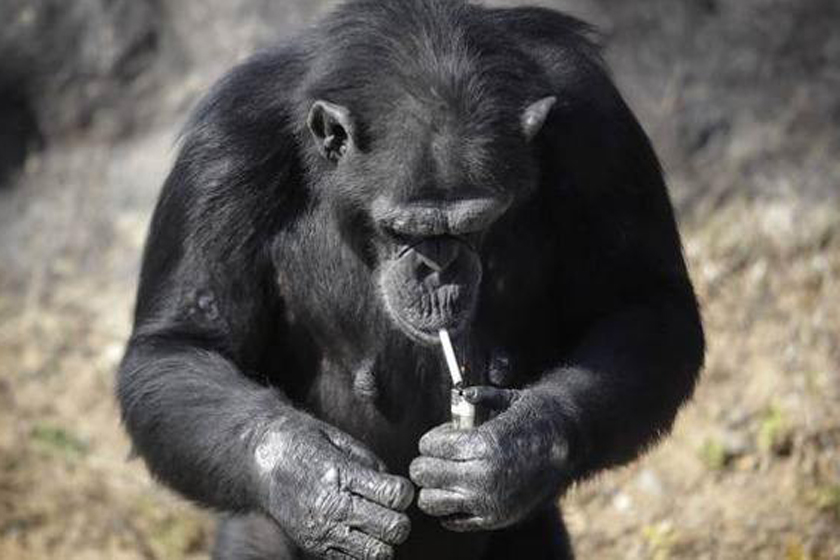 阿莲医师烟民就像会吸烟的机器劝诫先要把烟民从机器变回人