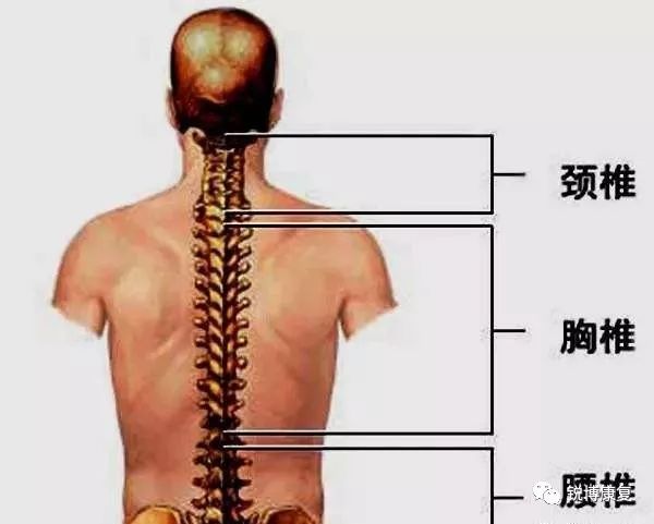 脖子疼腰還痛竟是你胸的問題