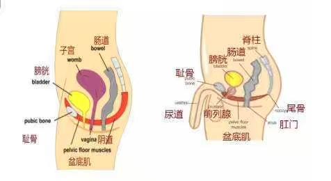 所以,盆底肌肉群的强度和韧性与男性的性福生活,膀胱功能,前列腺等