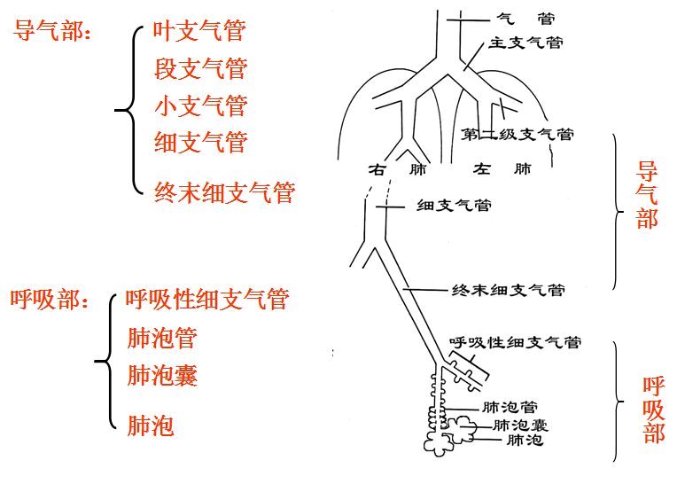 小支气管和细支气管图片