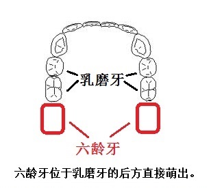 什麼是六齡齒,六齡齒長出來還會換嗎?