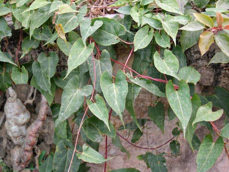 何首乌属多年生缠绕藤本植物,块根肥厚,长椭圆形,黑褐色.