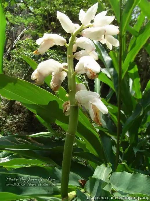 每天一味中草药:草豆蔻,厨房里的调料,火锅锅底料