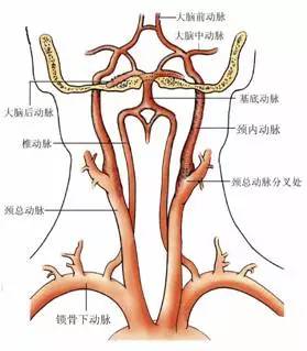 脑部的供血主要由四条大动脉供血,即左右两条颈内动脉构成的颈内动脉