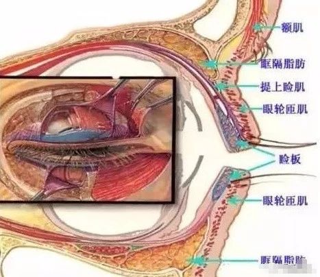 割了双眼皮就会留疤当然不是这样的啊