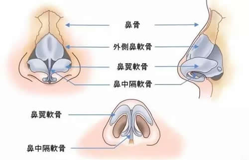 是支撑鼻尖的重要软骨组织,伸手进去能摸到鼻腔正中部位的隔板,带有