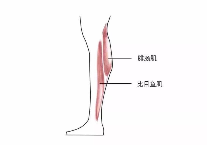 另一块则是长而扁平的肌肉