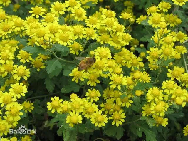 這裡需要介紹兩個術語:管狀花,舌狀花;以向日葵為例,管狀花像管兒一樣