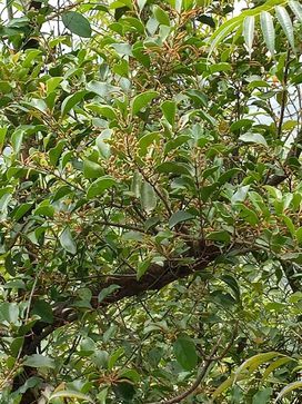 药食两用黄牛茶,夏日消暑化滞佳-王祥红副主任药剂师-爱问医生