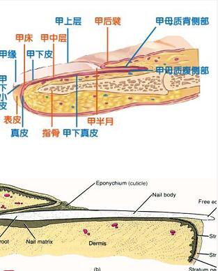 指甲是一片角质结构,由多层连接牢固的角化细胞构成,细胞内充满角蛋白