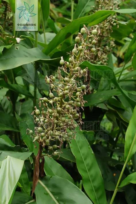 大高良姜花序上密生着很多小花,小花白绿色(感觉和未开放的金银花有点