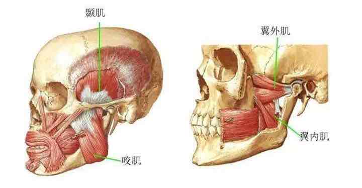 下颌角手术中,可以切除全部咬肌吗?