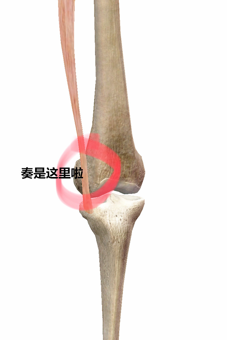 前面讲过了,髂胫束沿大腿外侧下行,并在膝关节外侧跨越股骨外侧