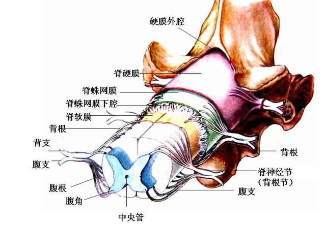 因髓内无神经鞘膜组织,故髓内神经鞘