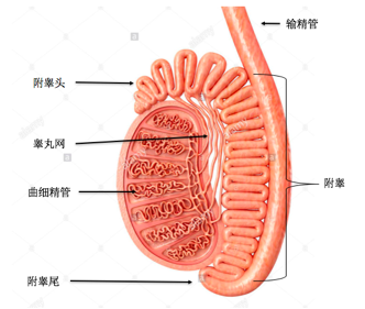 睾丸组织切片图解图片