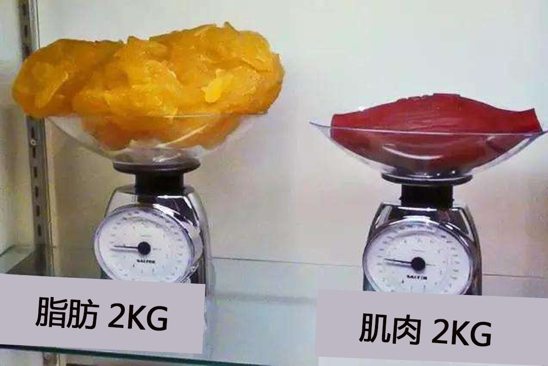 后腿围可能变成40cm,但体重不一定能立刻降下来,因为脂肪的体积虽然大