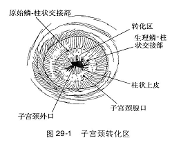 宮頸轉化區示意圖(引自第八版婦產科學)