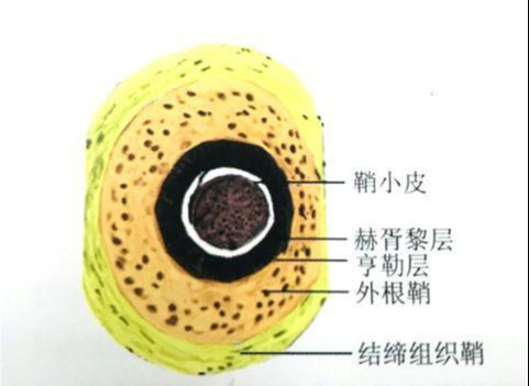 供给营养,促使毛发形成和生长,对毛囊的发育和生长有着至关重要的作用