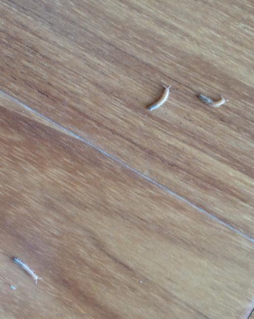 木地板白色虫子的图图片