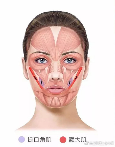 提口角肌和颧大肌负责的则是面部和嘴角的表情,这两对肌肉发达的人