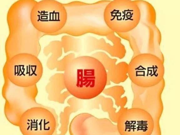 遙控大腦?改變智商?腸道健康到底對我們有多重要?