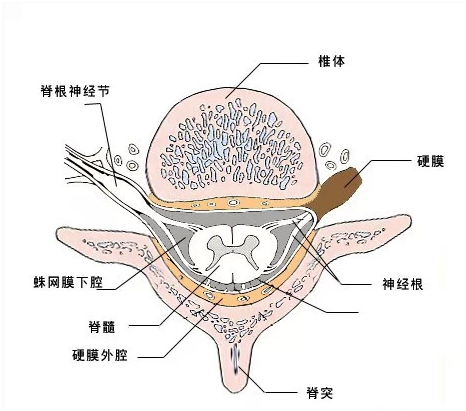 脊髓中央管图片