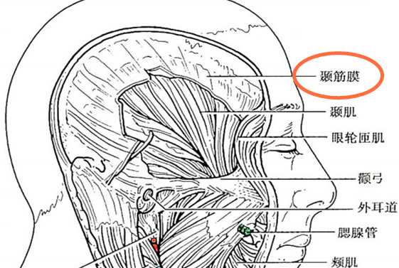 颞肌筋膜二,一般取用哪里的筋膜?筋膜是机体中最普遍的一类组织.