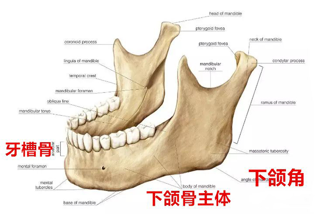 正常牙齿骨骼图图片