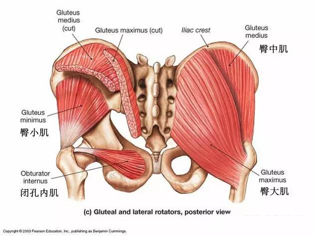 臀部肌肉主要包括臀大肌,外侧的阔筋膜张肌.