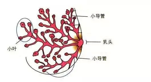乳腺增生解剖图片图片