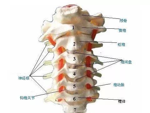 颈椎病为什么不好治疗?该怎么治疗?