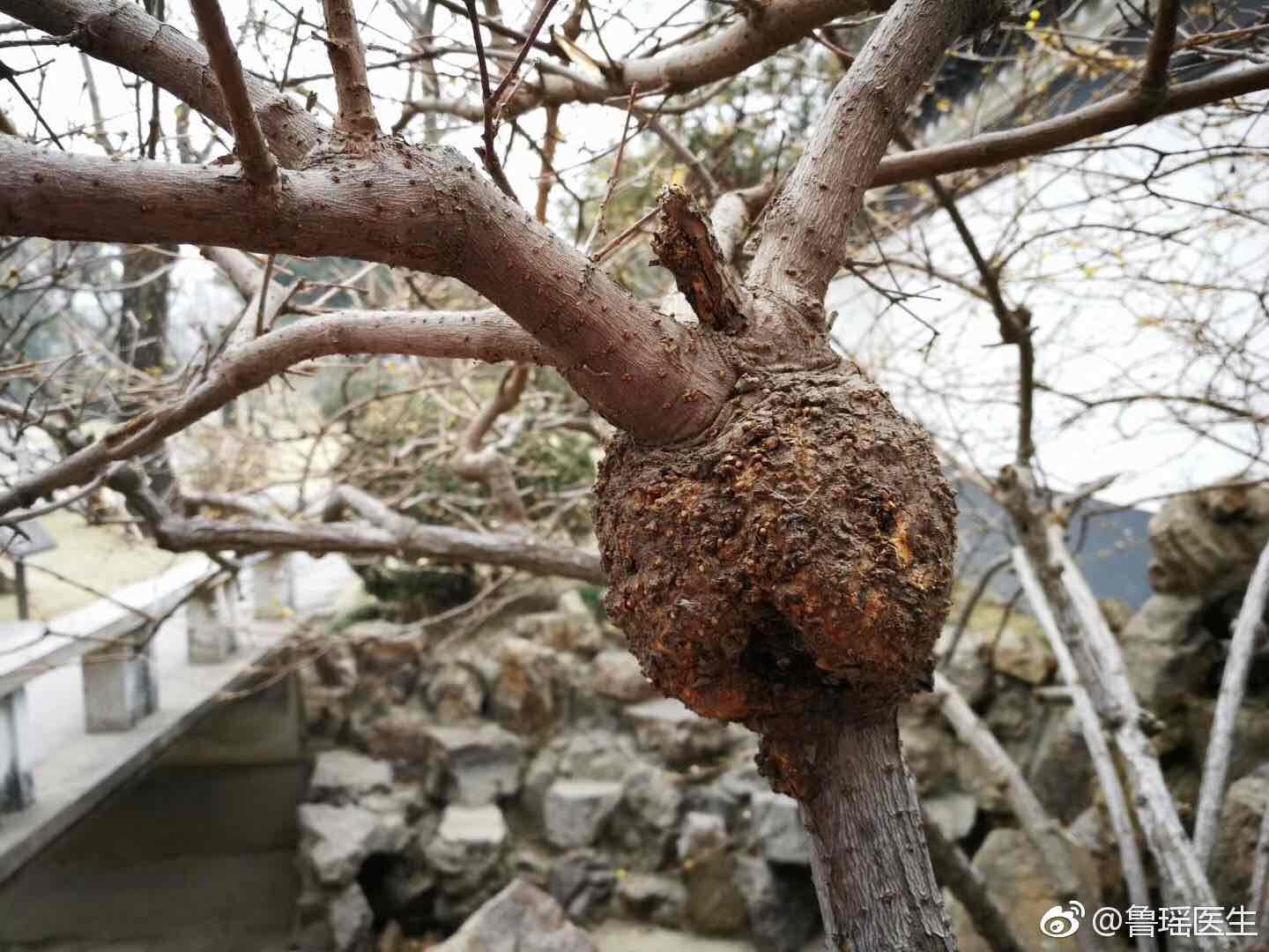 自然界真的太神奇了,这颗树上居然长了一个大"疙瘩",这个"疙瘩"还包绕