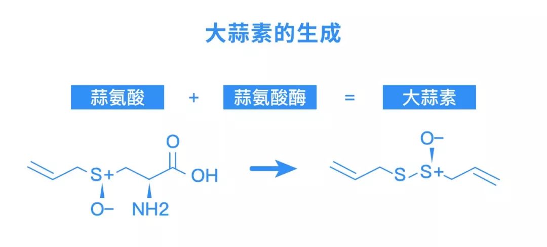 新鲜大蒜中的大蒜素是以稳定无臭的蒜氨酸形式存在.