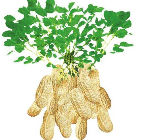 花生长芽后可以吃吗?营养师为你分析