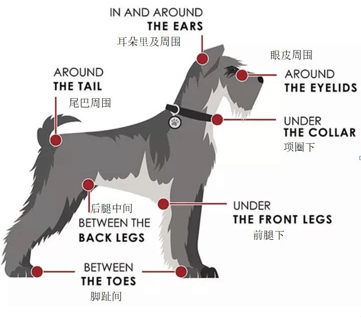 春游踏青谨防这个最毒的小虫子蜱虫