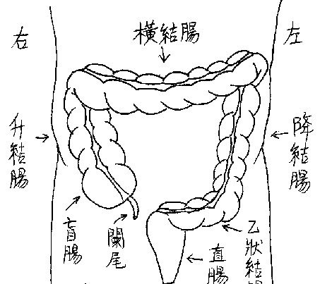 从嘴巴到肛门距离也就一米,里面到底有多长呢?很多人都没搞清楚