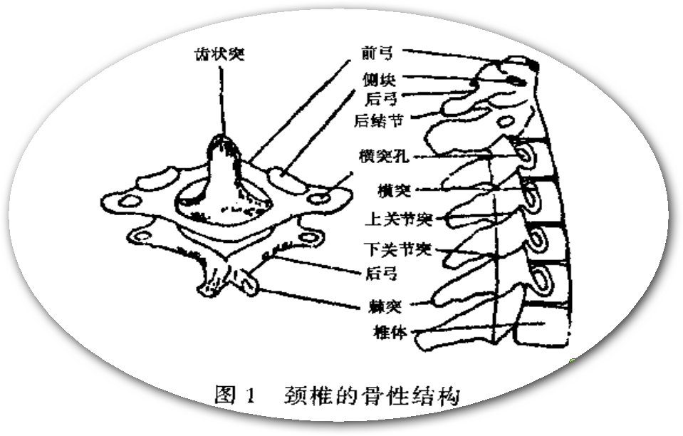 颈部骨头结构图图片