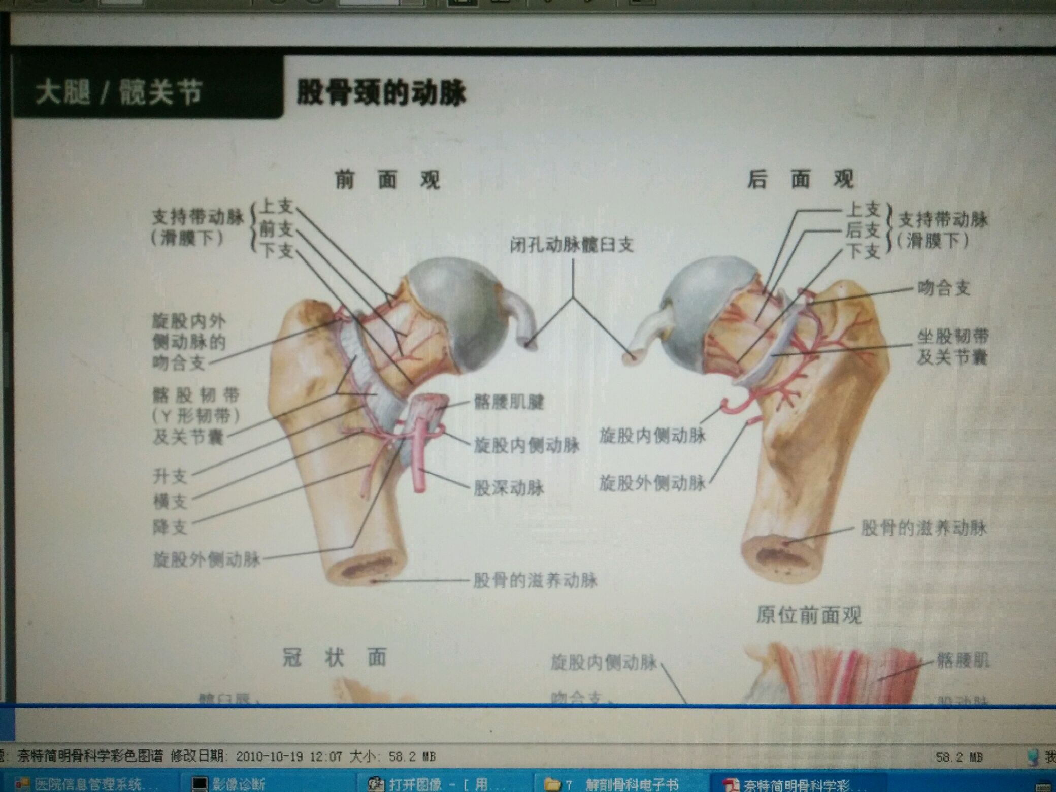 股骨颈骨折解剖图片