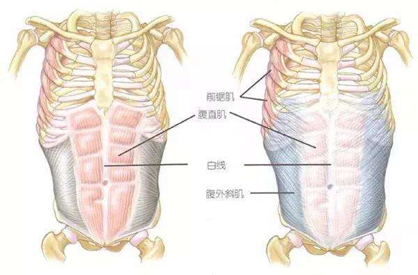 腹横筋膜图图片