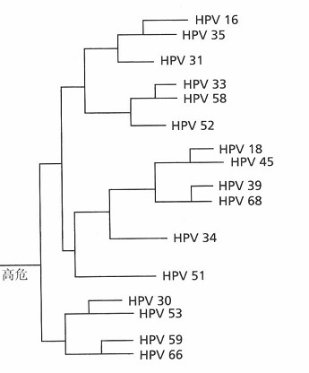 hpv病毒如何感染宫颈?如何引发癌变?